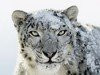 00A0000002398682-photo-logo-snow-leopard.jpg