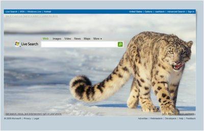 0190000001938922-photo-snow-leopard-sur-live-search.jpg