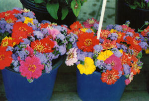 01467192-photo-test-imprimante-polaroid-pogo-fleurs.jpg