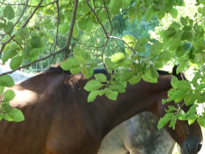 0190000008218082-photo-j-r-me-cartegini-haute-savoie-chevaux.jpg