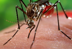 Face au virus de Zika, Google apporte son soutien à l'Unicef