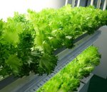 Au Japon, les grands noms de l'informatique se lancent dans la production de salade