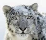 Snow Leopard : le nouveau Mac OS X en test