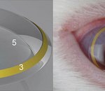 Des chercheurs développent des lentilles de contact avec réalité augmentée intégrée
