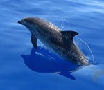 Nagez avec les dauphins en Réalité Virtuelle