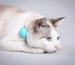 Canhe-Fit : un collier connecté pour nourrir et retrouver son chien ou son chat