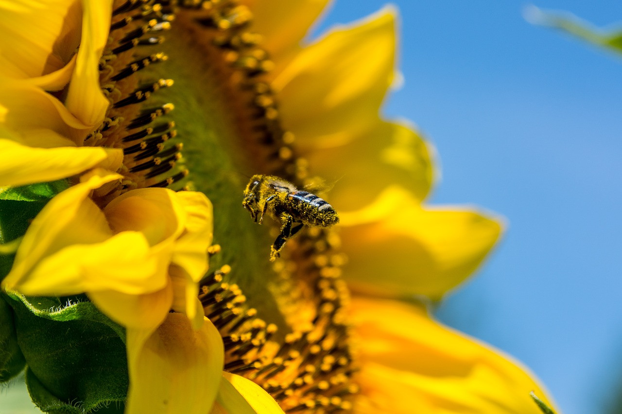 Moins d'abeilles pour polliniser les cultures ? Les agriculteurs innovent !