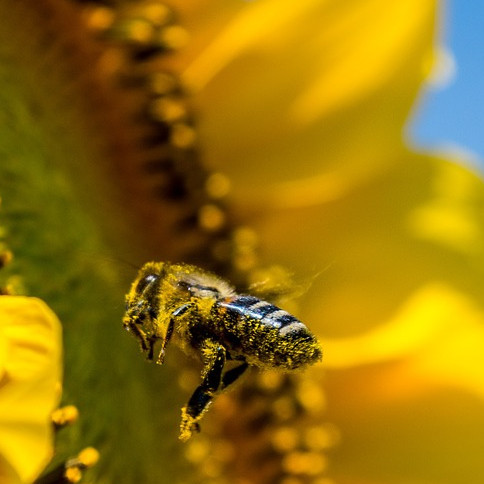 Aux États-Unis, la mortalité des abeilles depuis un an est inquiétante