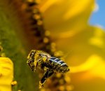 Walmart veut faire polliniser ses récoltes par des abeilles-robots