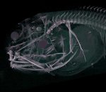 Trois nouvelles espèces de poissons découvertes à 7 km de profondeur