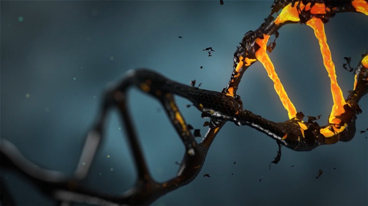 Sequence ADN