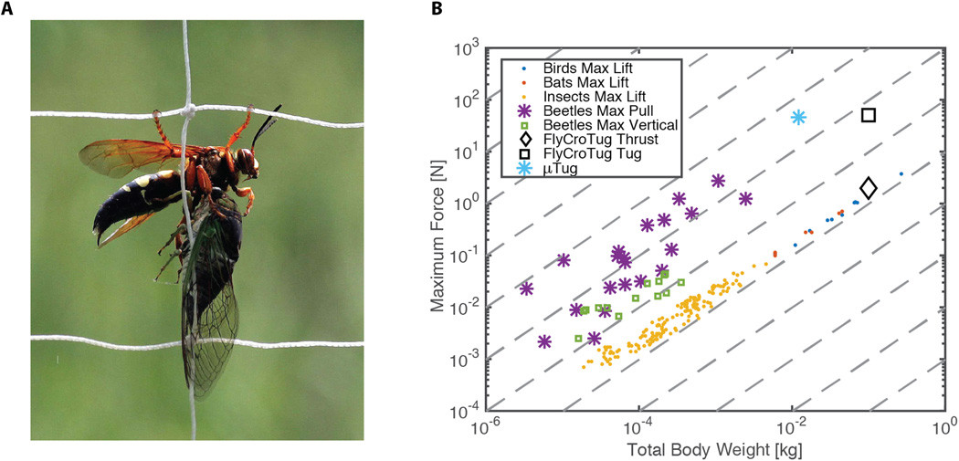 Small flying robots able to pull objects up to 40 times their weight