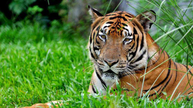 Tigre de Chine méridionale espace