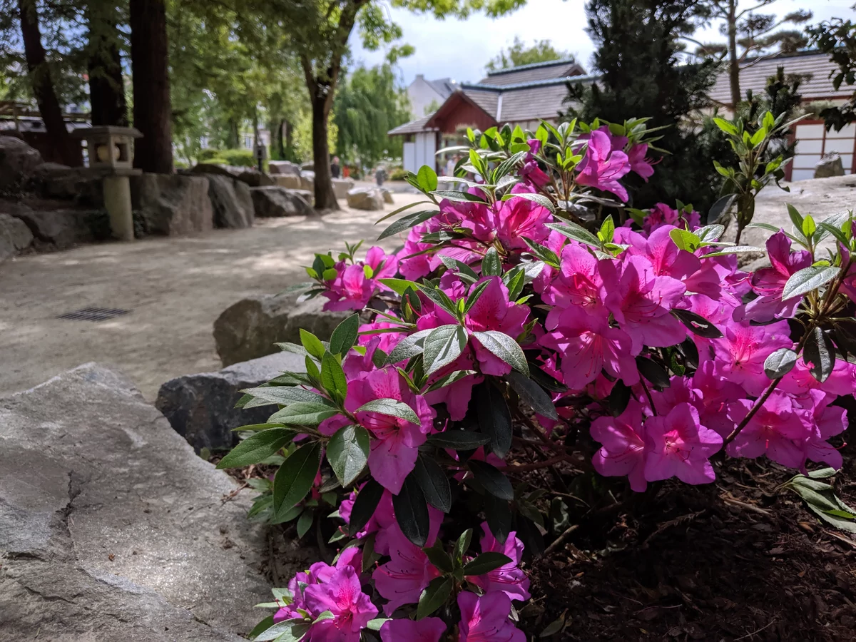 Google Pixel 3a test