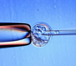 Le Japon autorise pour la première fois la création d'embryons hybrides humain-animal