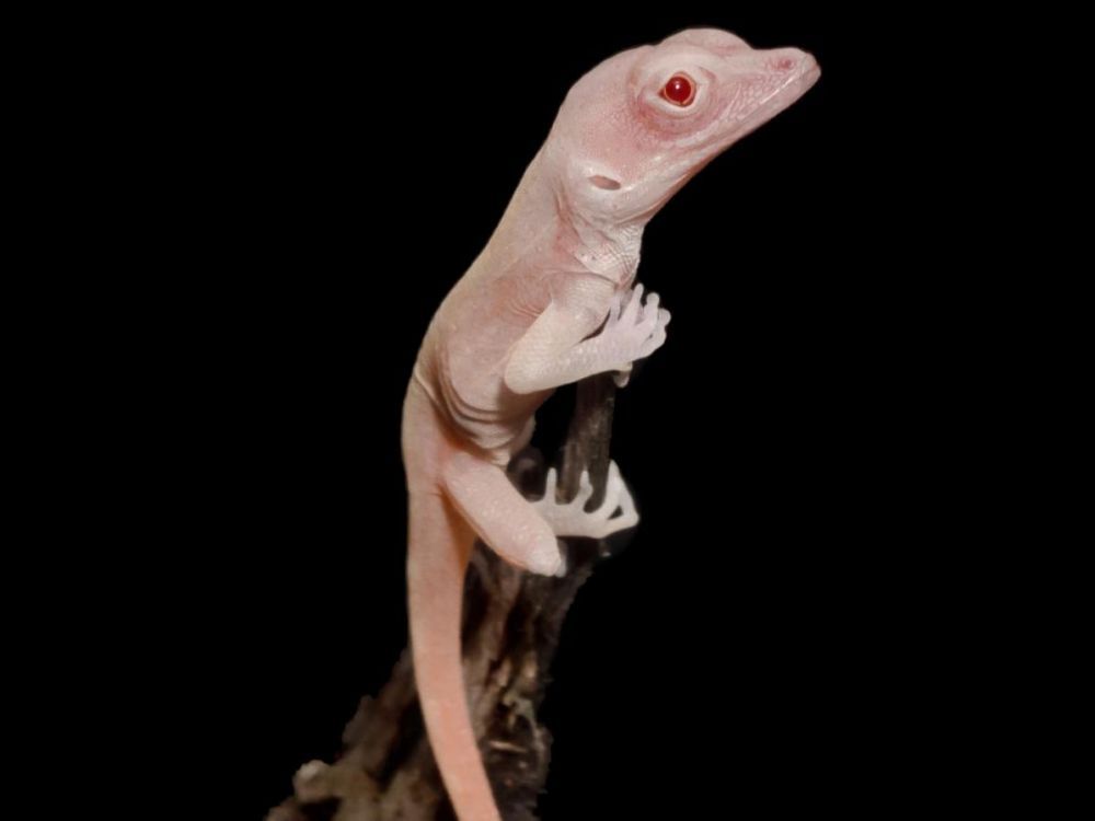 Lézard albinos