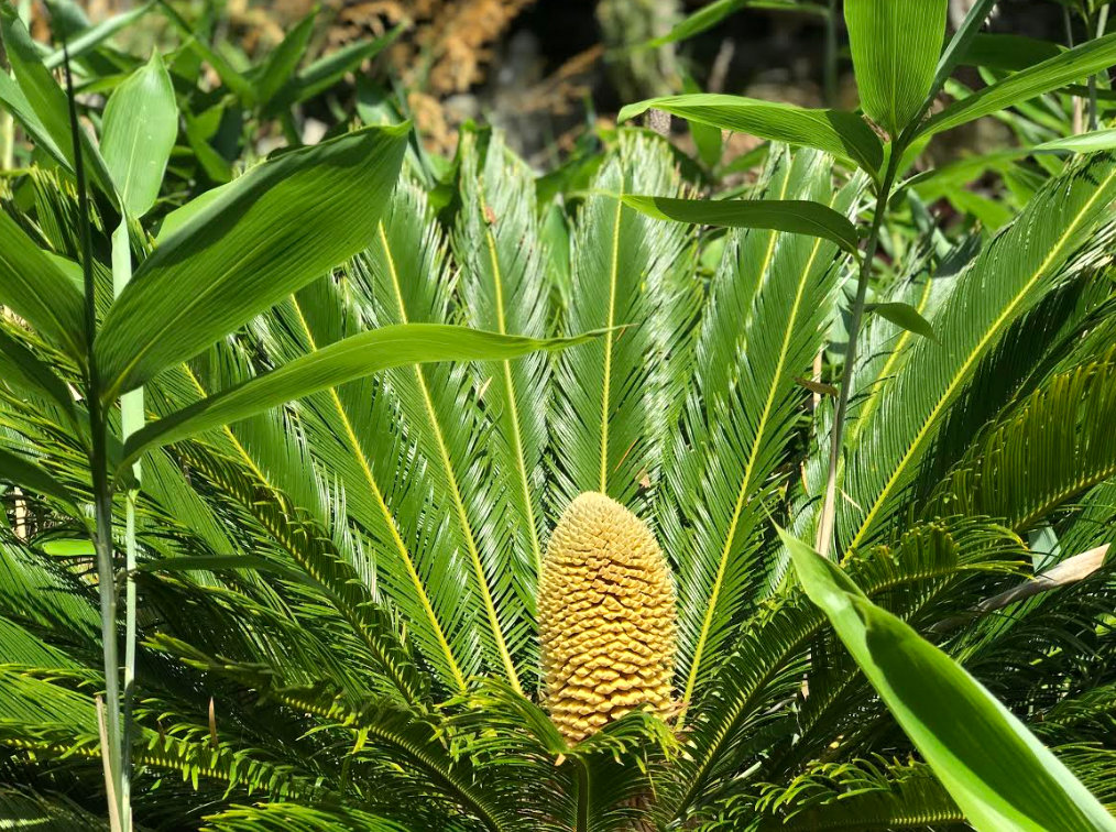 cycad ventnor