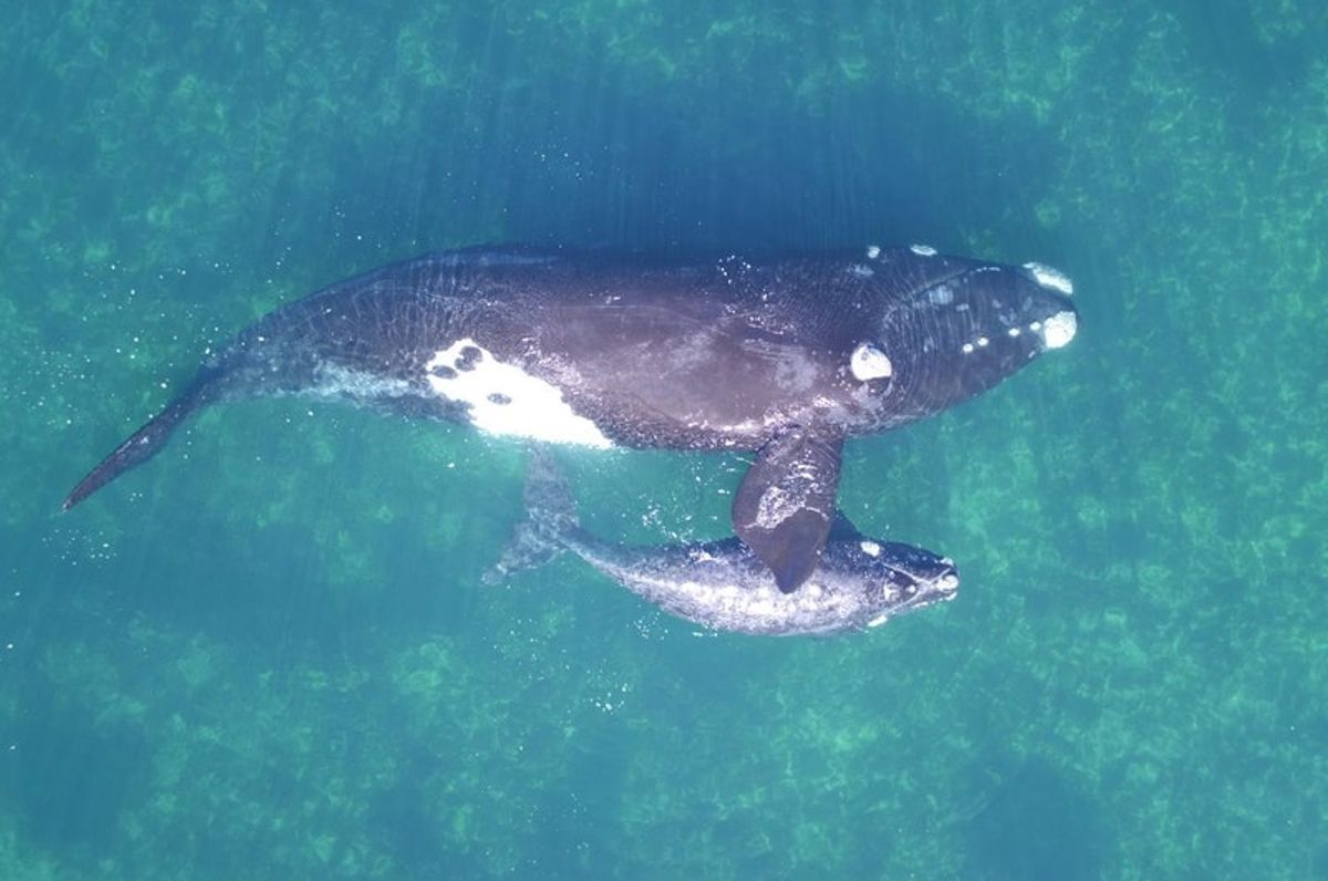 drone baleine