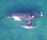 Des drones utilisés pour estimer le poids des baleines !