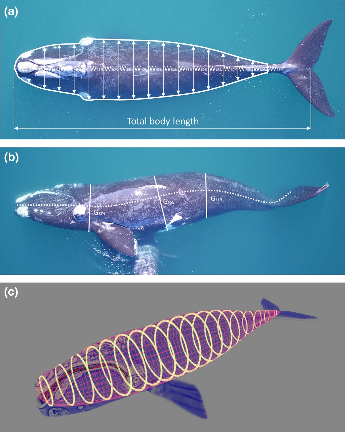 drone mesure baleine