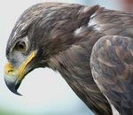Des chercheurs étudient la migration des aigles… et se retrouvent avec des frais de roaming colossaux