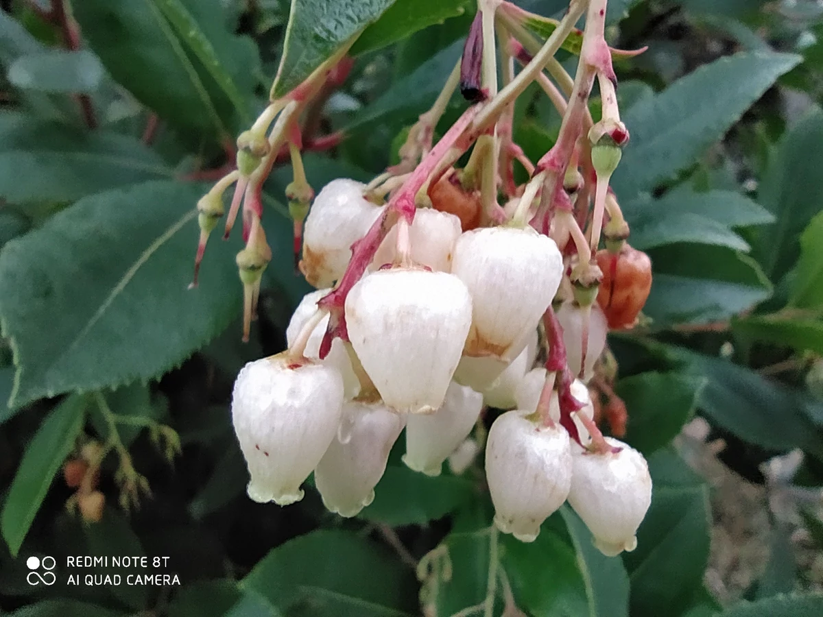 Redmi Note 8T test