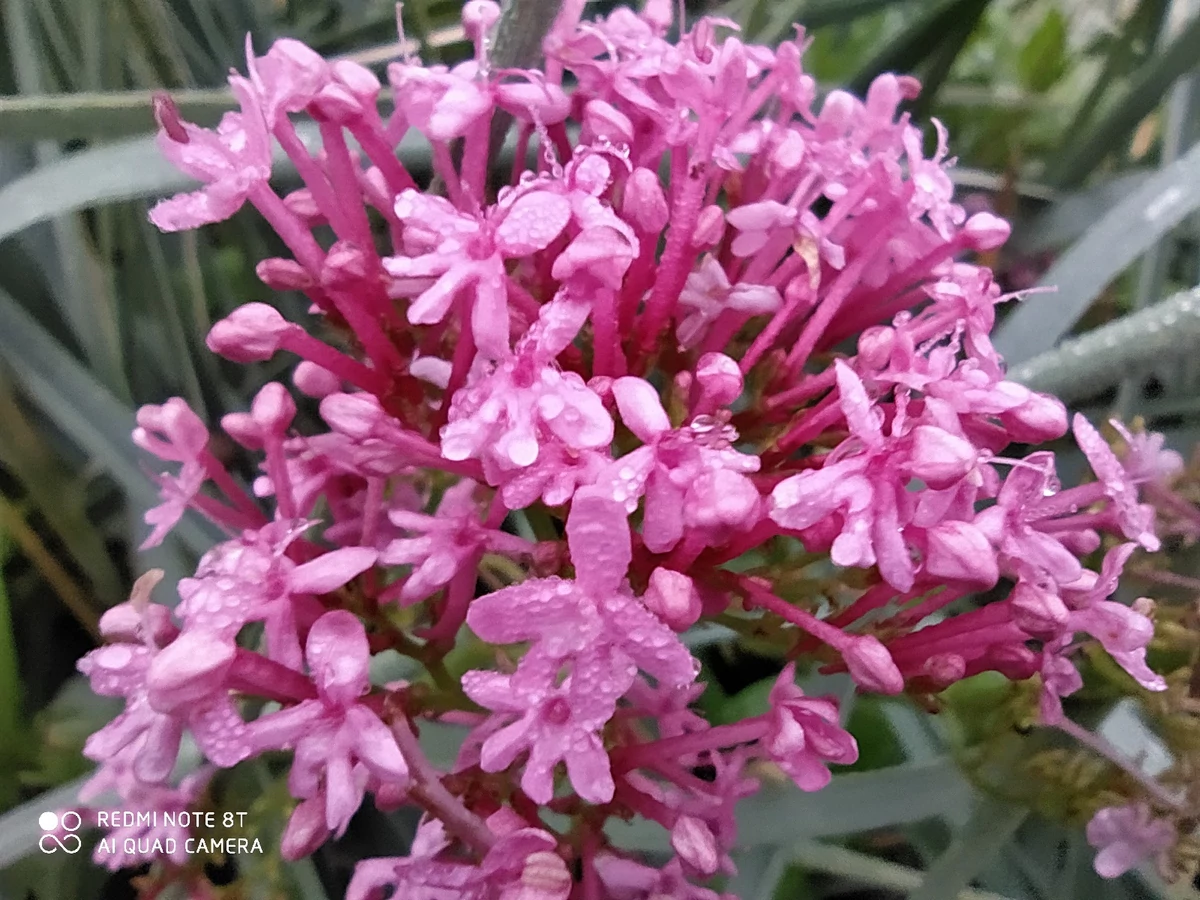 Redmi Note 8T test