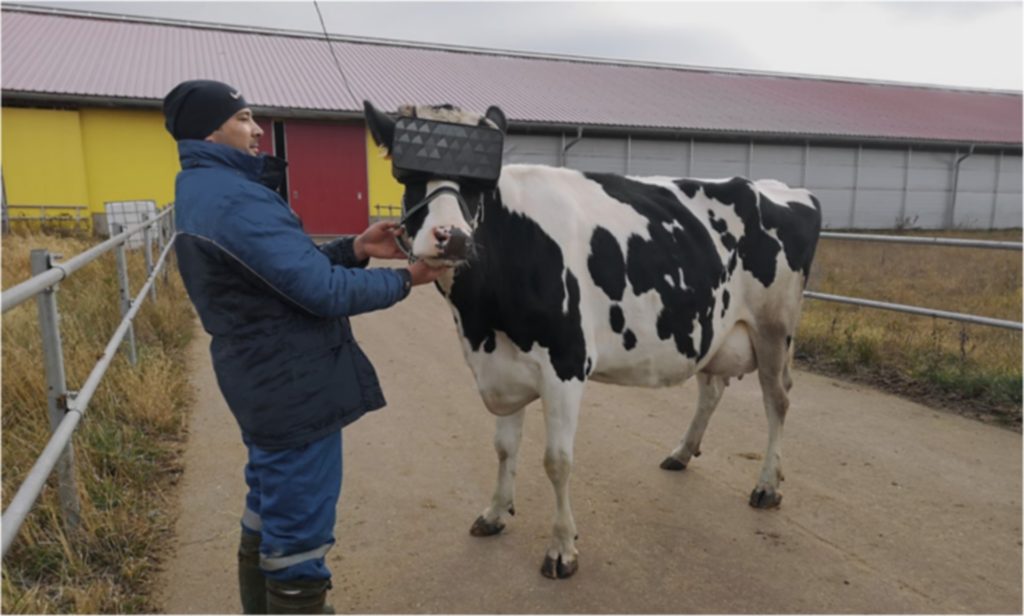 vache casque Vr