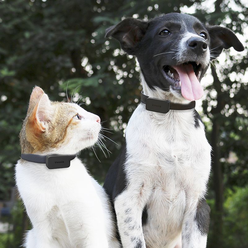 CES 2020 : Le Pet Tracker d'Invoxia permet aussi de connaître l'état de santé de votre animal