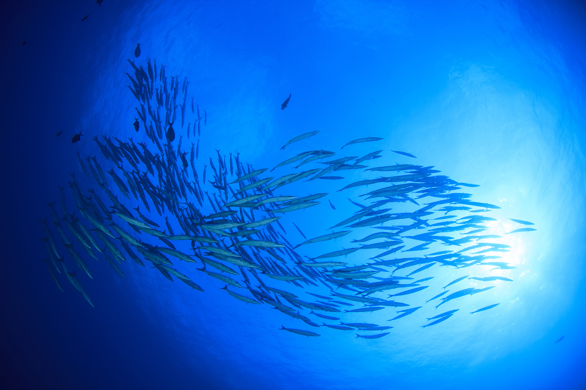 Poser des LED sur les filets de pêche réduit les captures accidentelles