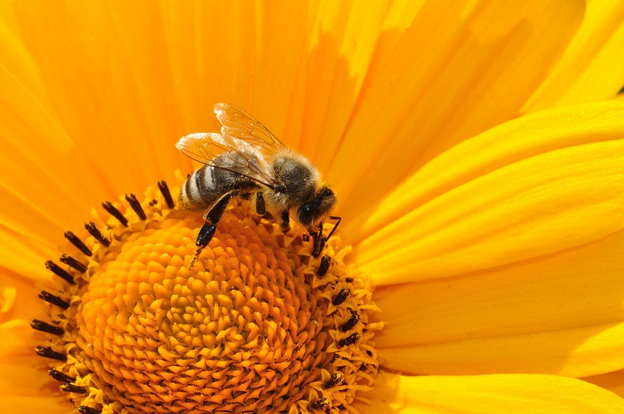 L'ONU prépare un texte visant à protéger un tiers de la biodiversité mondiale