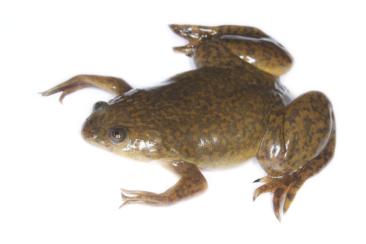 Des chercheurs utilisent des cellules souches de grenouille pour construire un 