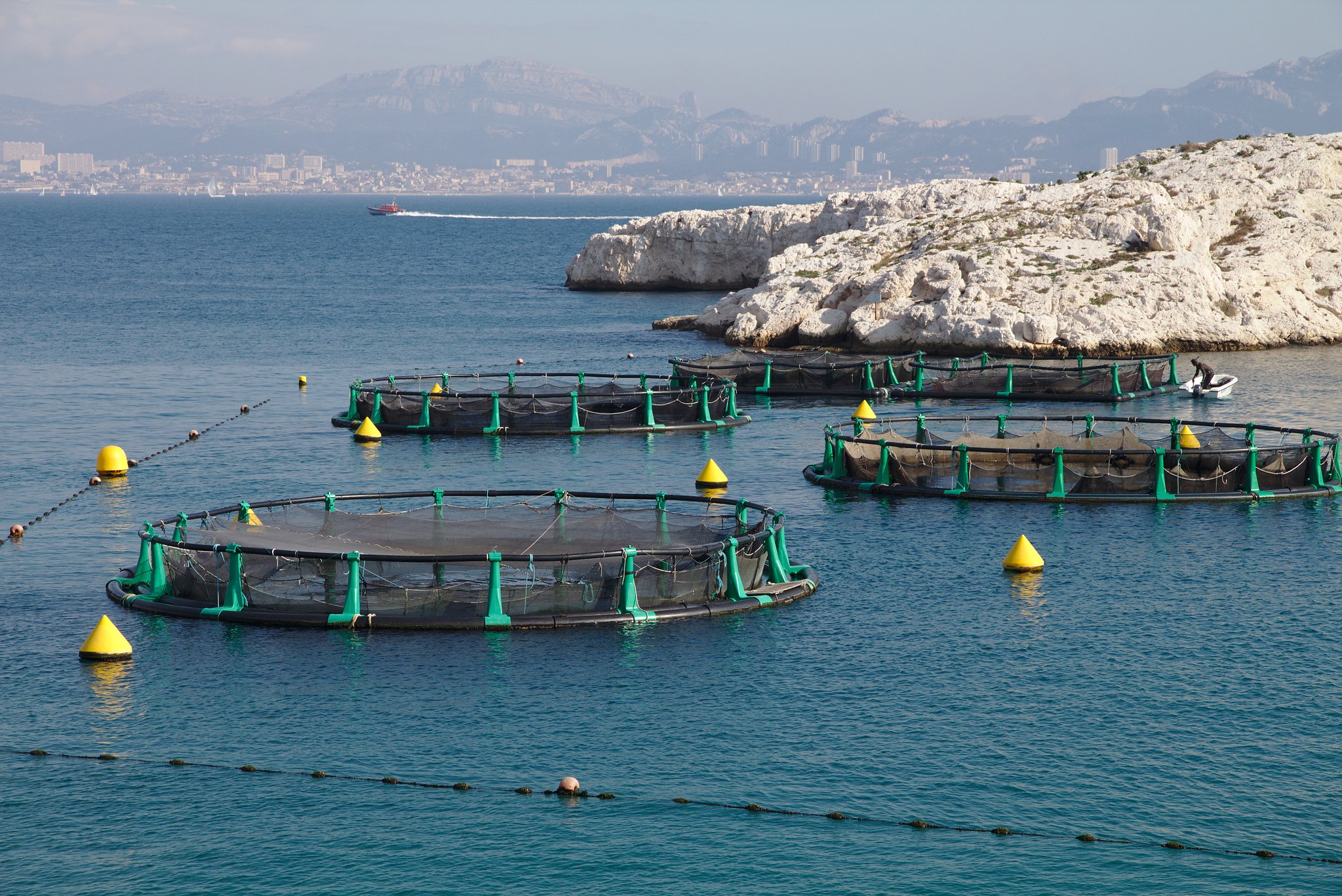 Les océans pourraient nourrir durablement l'espèce humaine