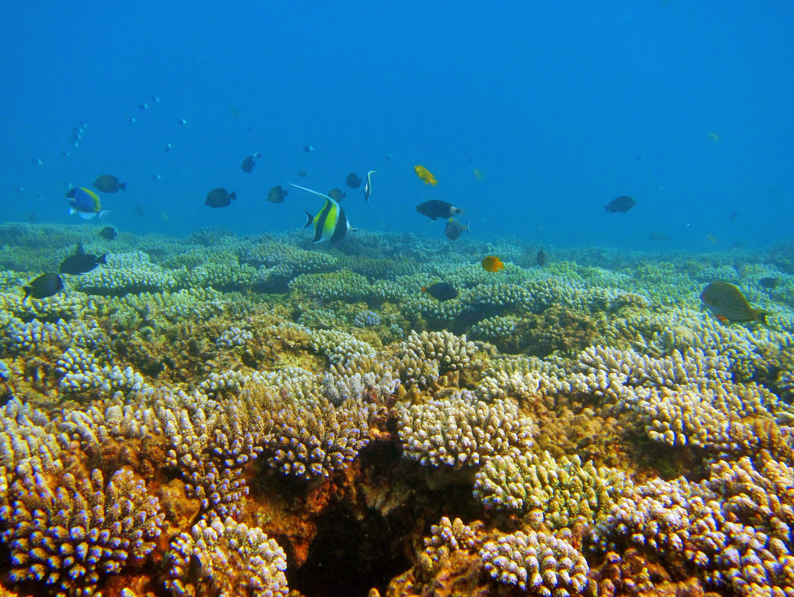La totatité des récifs coralliens pourraient disparaître d'ici 2100