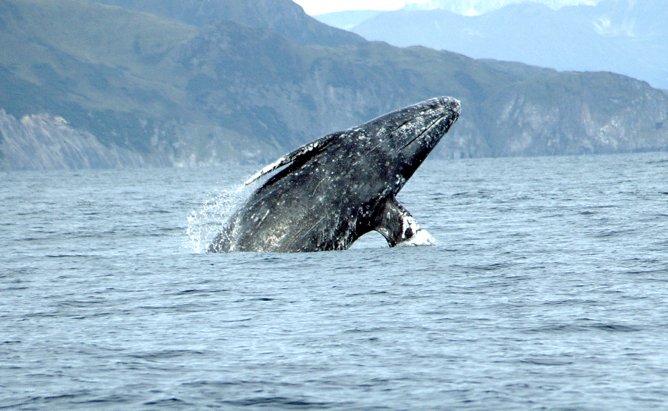 La mort de nombreuses baleines corrélée à des tempêtes solaires