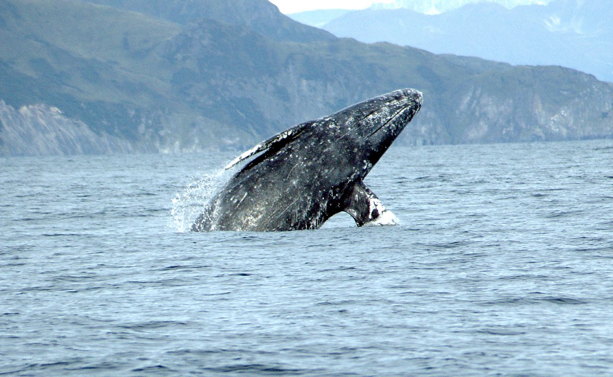 baleine grise