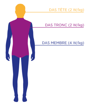 das-tete-tronc-membre.png