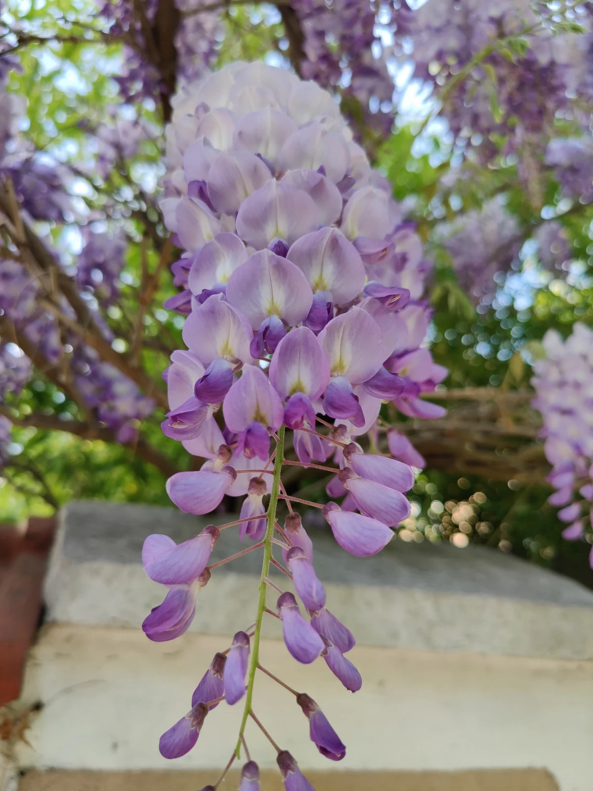 photo test Oppo Find X2 Pro