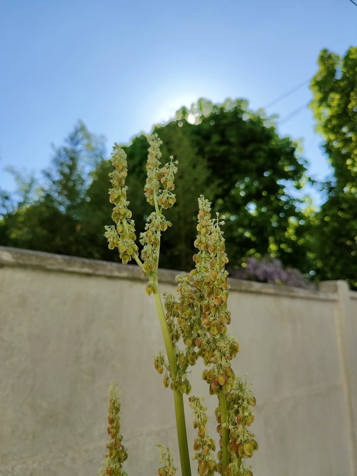photo test Oppo Find X2 Pro