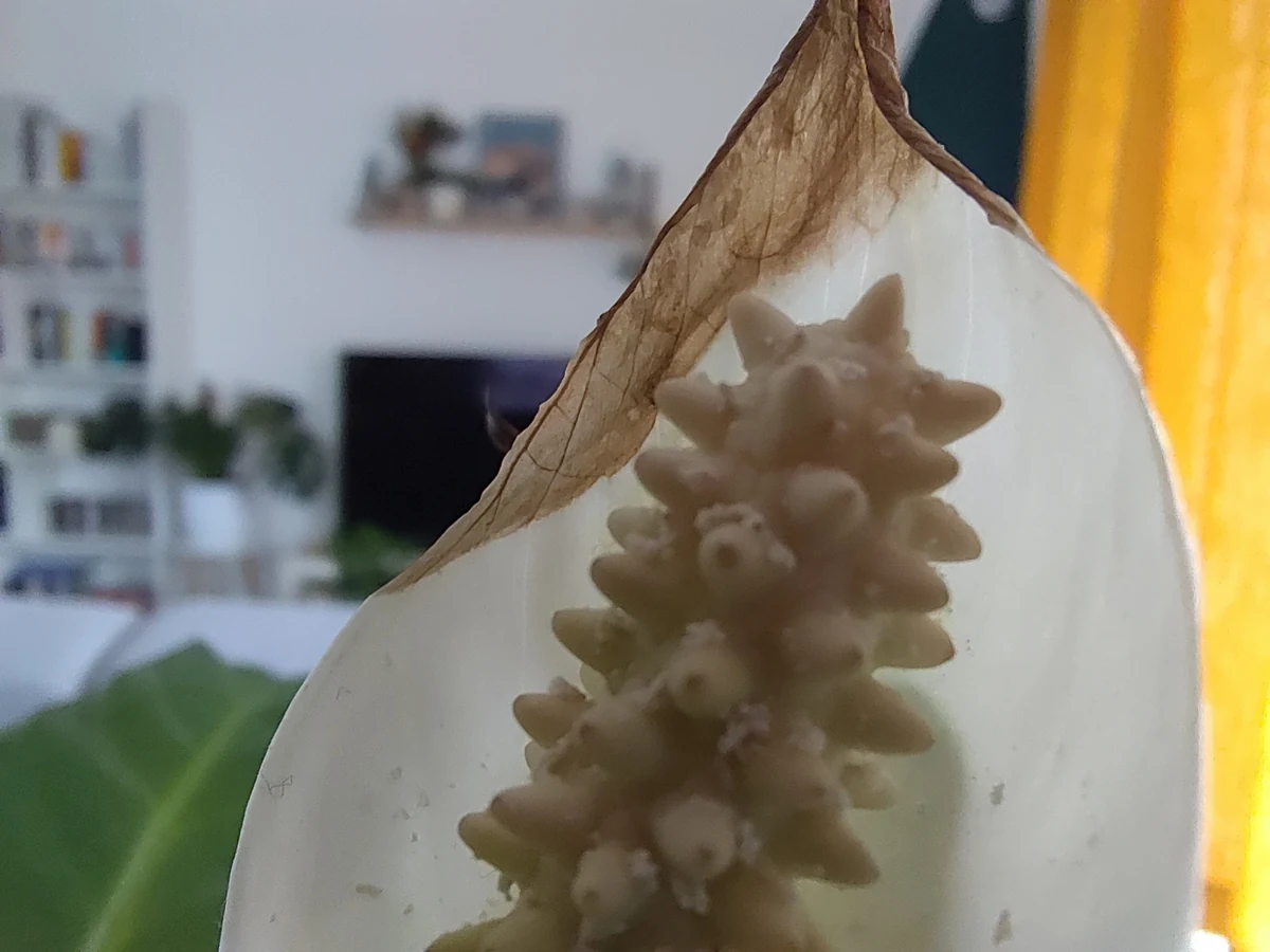 Nubia Redmagic 5G test