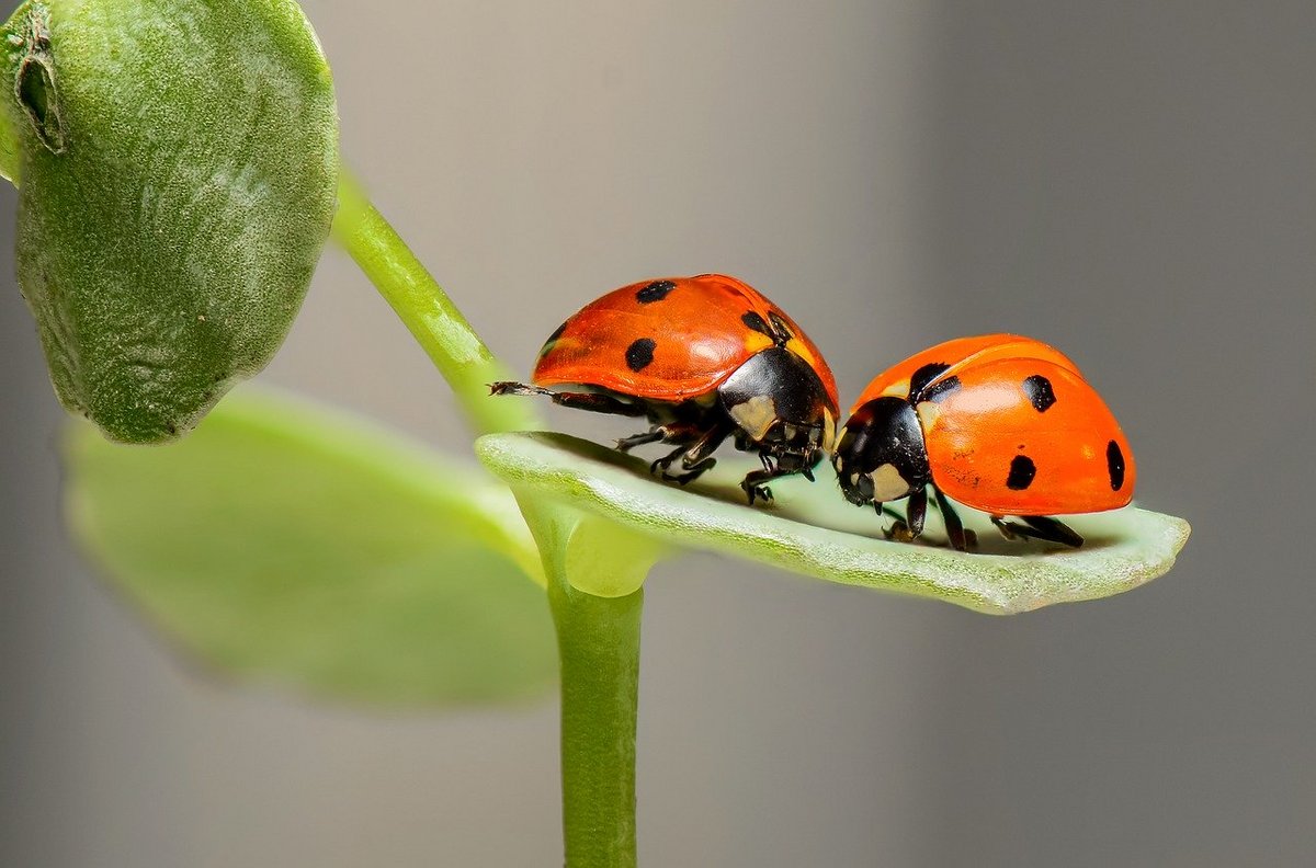 Insectes Coccinelles