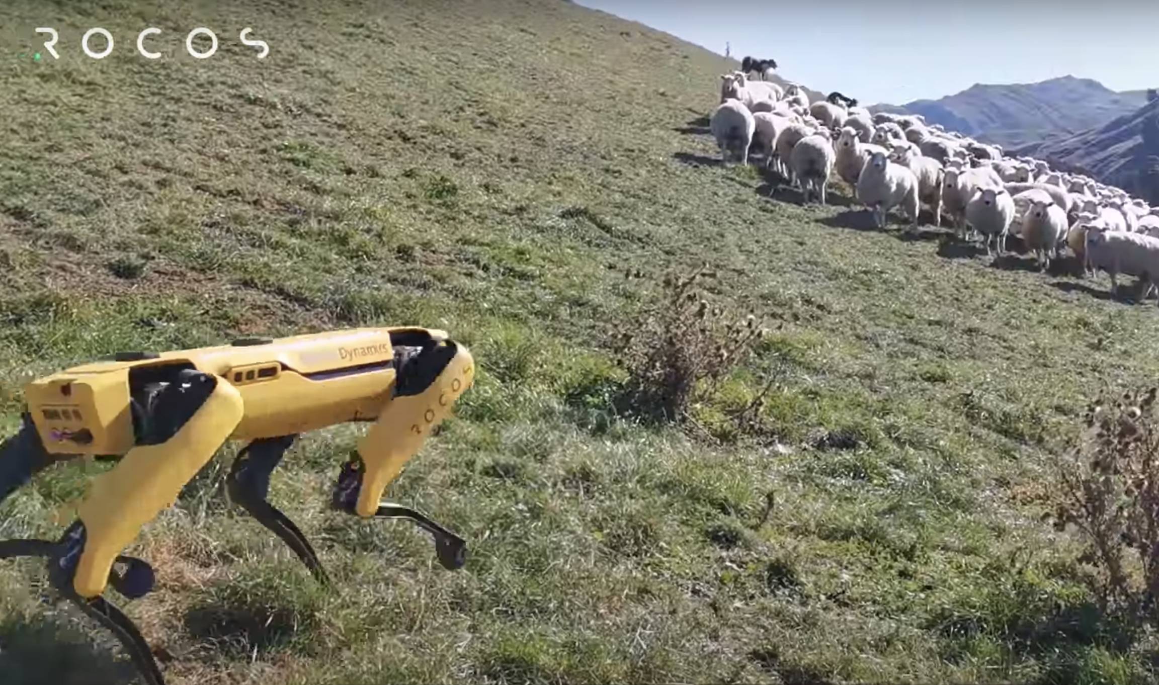 Après la plateforme pétrolière et l'hôpital, le robot Spot devient berger