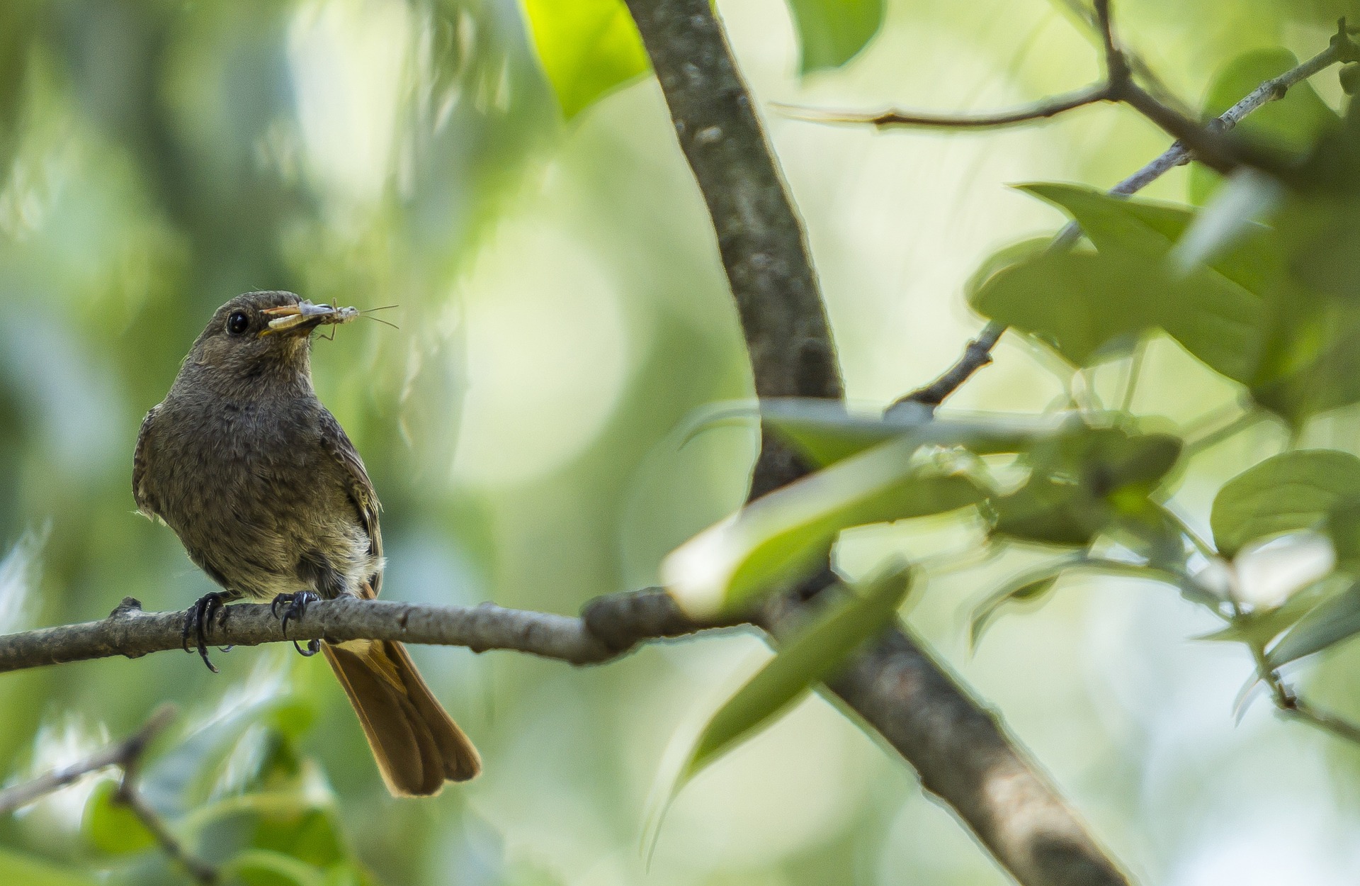 Démonstration de la transmission de microplastiques des insectes aux oiseaux