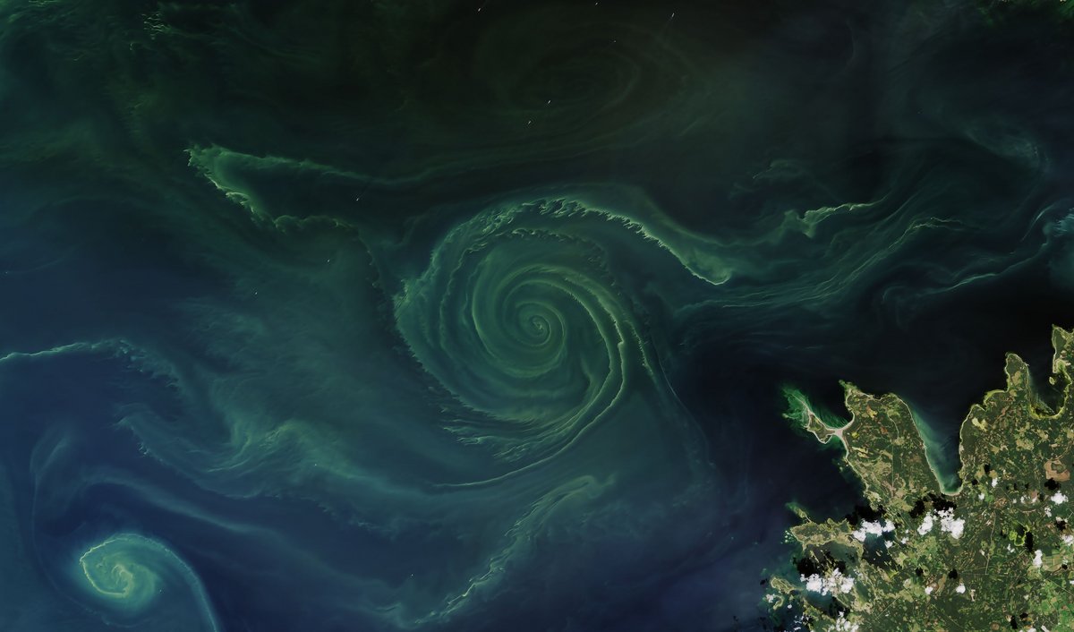 bloom de phytoplancton © NASA Earth Observatory