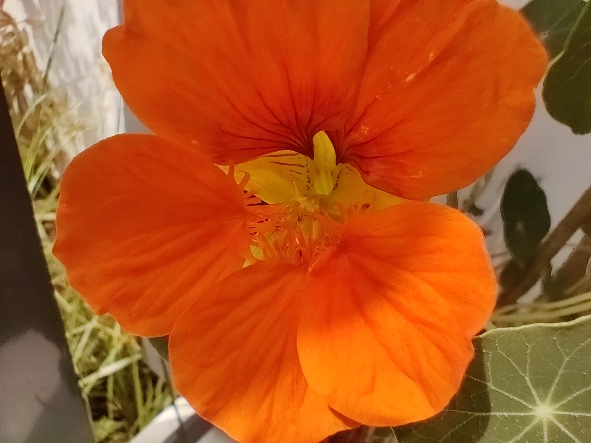 Macro OnePlus Nord © Gabriel Manceau