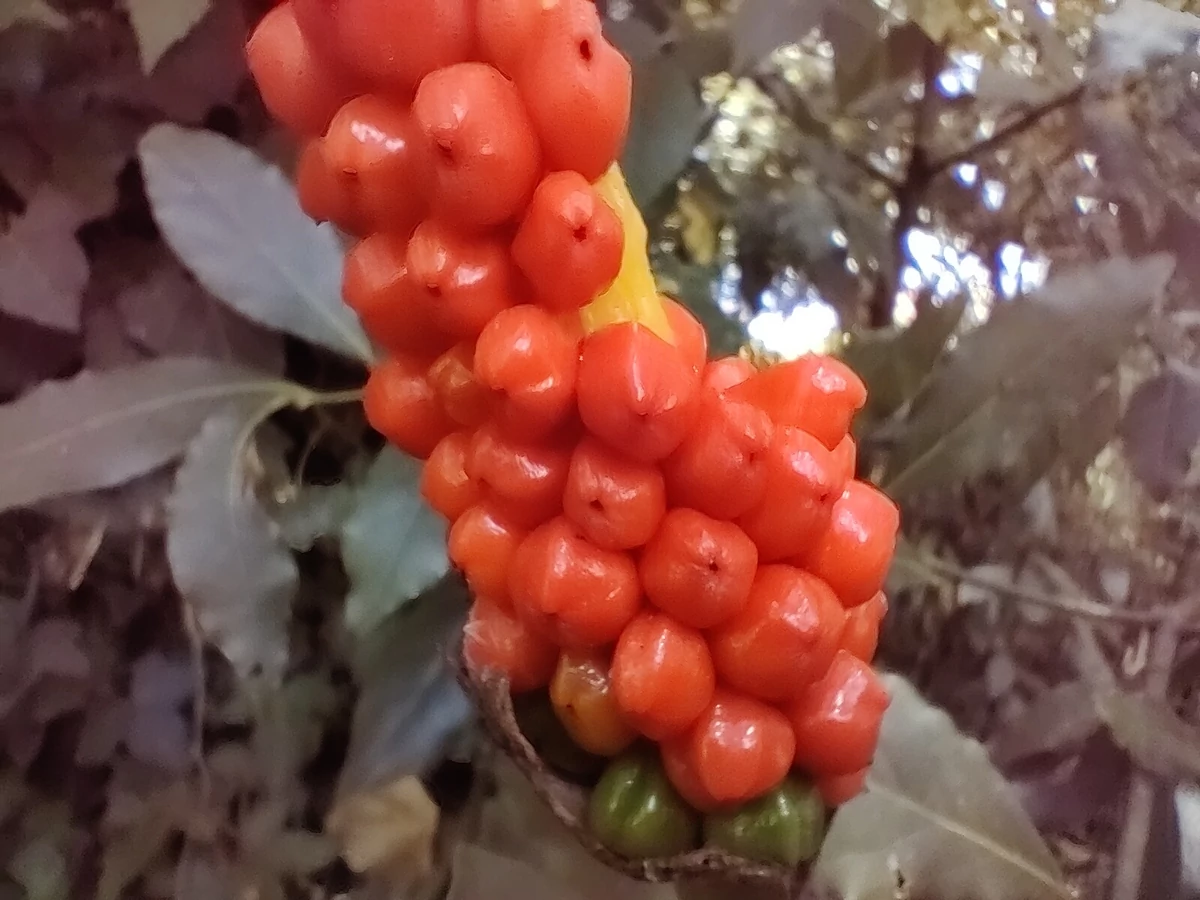 Photo Macro OnePlus Nord © Gabriel Manceau