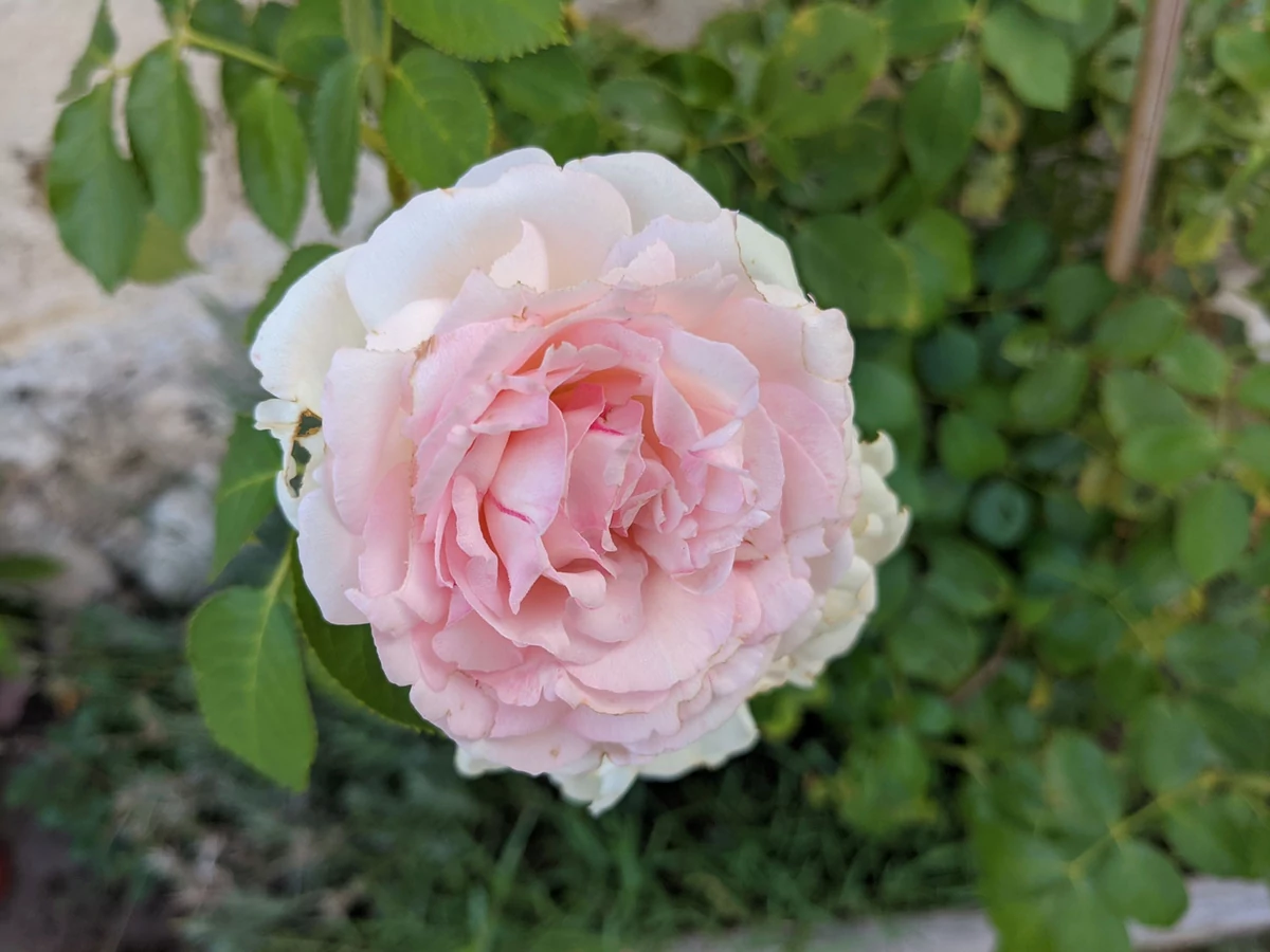 macro google pixel 4a © Gabriel Manceau