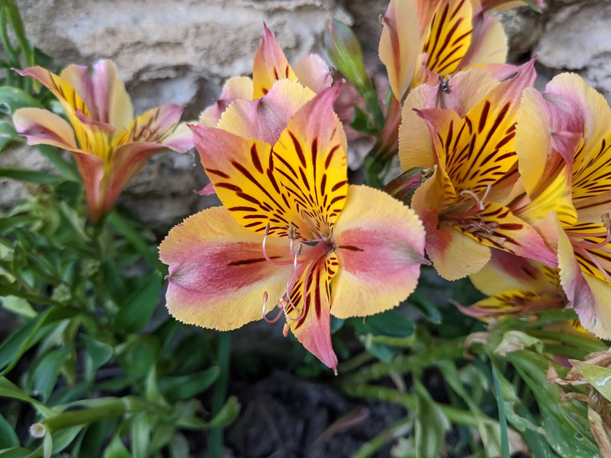 macro 2 google pixel 4a © Gabriel Manceau