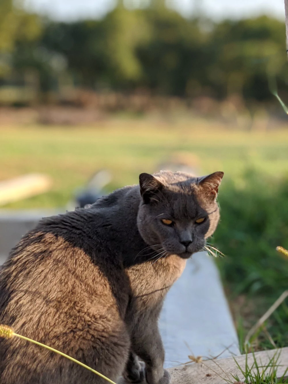 mode portrait google pixel 4a © Gabriel Manceau