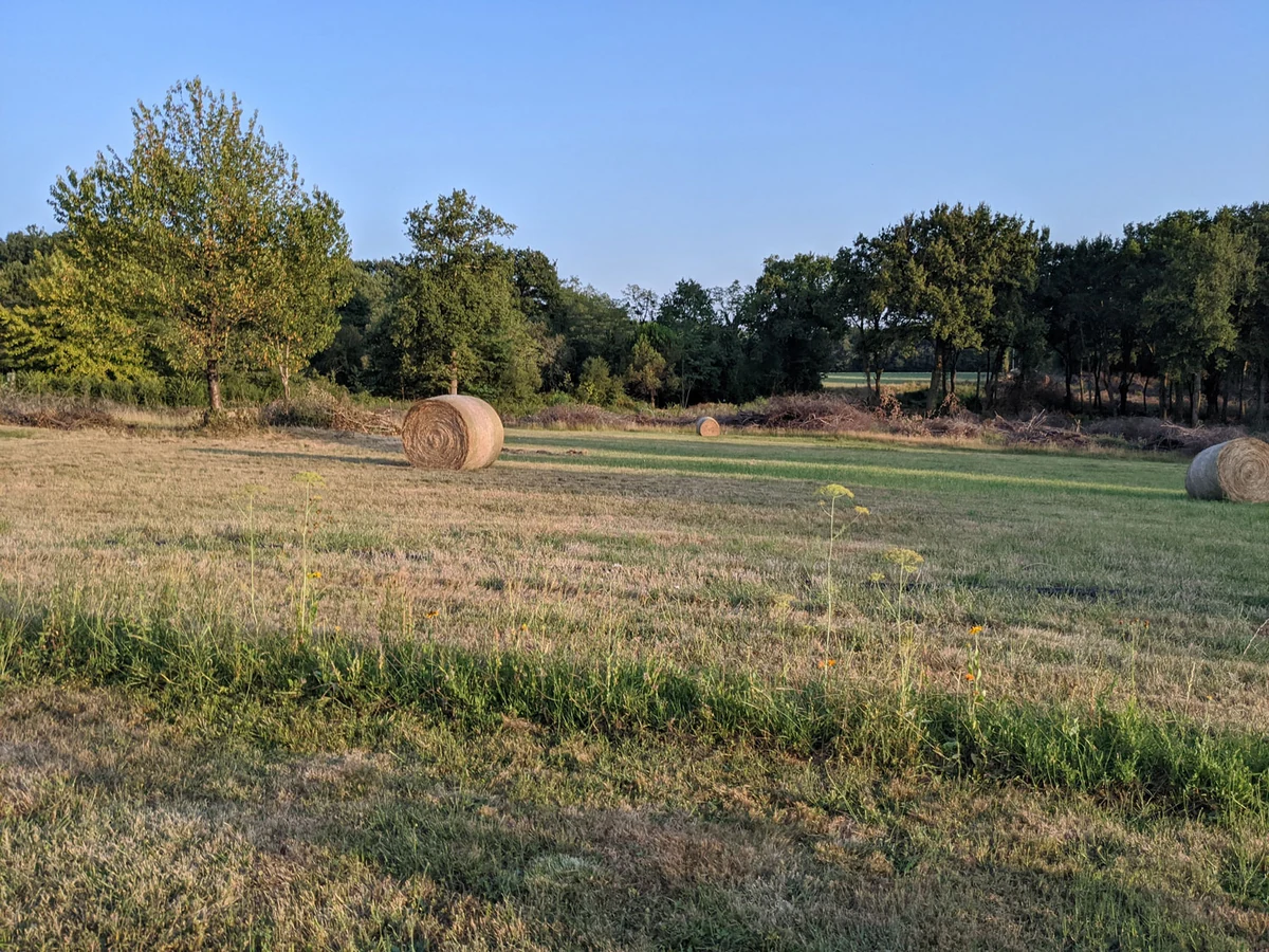 photo sans zoom google pixel 4a © Gabriel Manceau